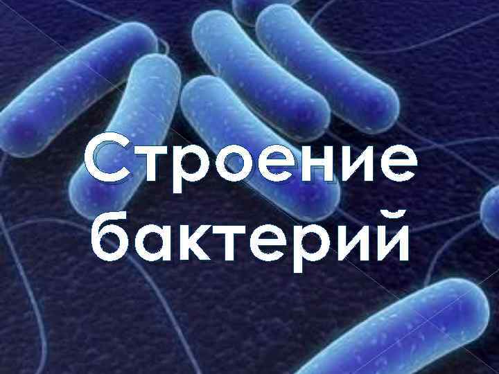 Строение бактерий 
