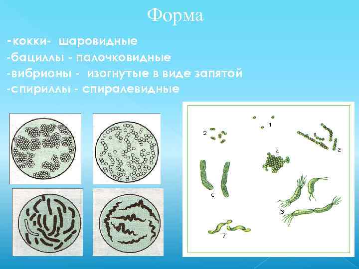 Рассмотрите фотографии с изображением представителей различных объектов природы вибрионы кокки