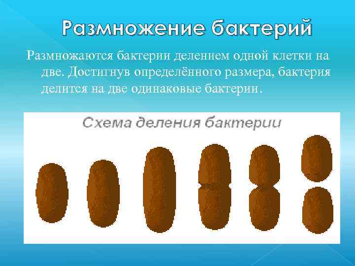 Размножение бактерий Размножаются бактерии делением одной клетки на две. Достигнув определённого размера, бактерия делится
