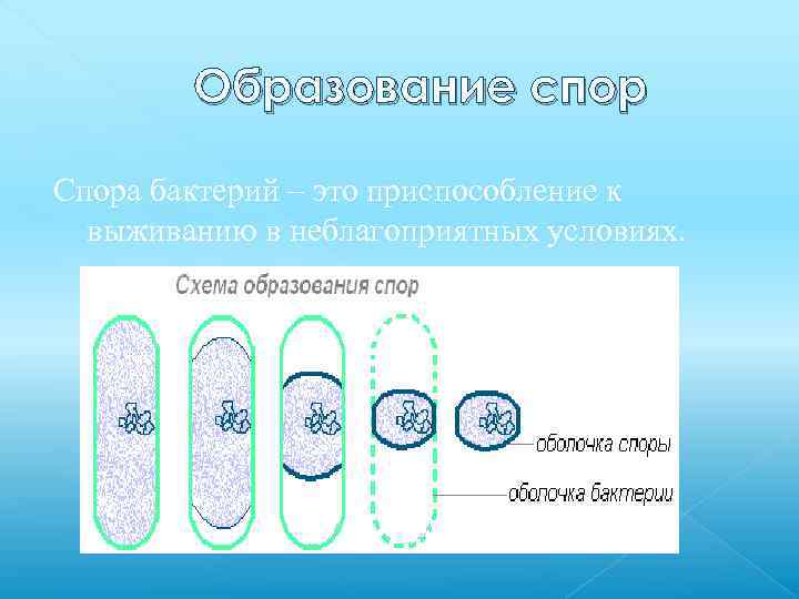 Образование спор Спора бактерий – это приспособление к выживанию в неблагоприятных условиях. 