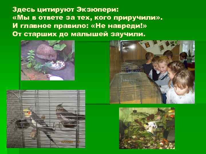 Здесь цитируют Экзюпери: «Мы в ответе за тех, кого приручили» . И главное правило: