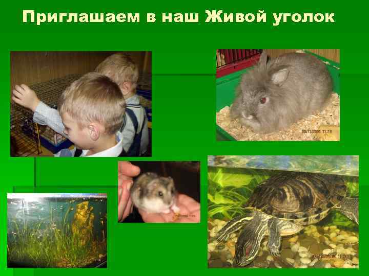 Приглашаем в наш Живой уголок 