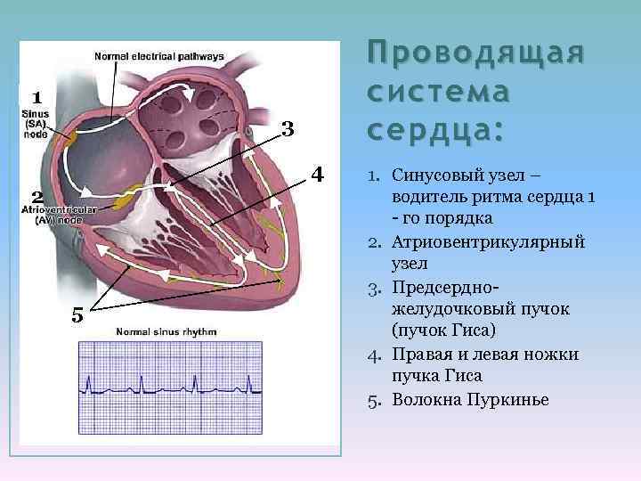 Проводящая система сердца: 1 3 4 2 5 1. Синусовый узел – водитель ритма