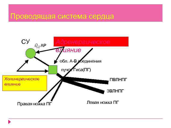 Проводящая система сердца СУ 2 АР Адренергическое влияние обл. А В соединения пучок Гиса(ПГ)