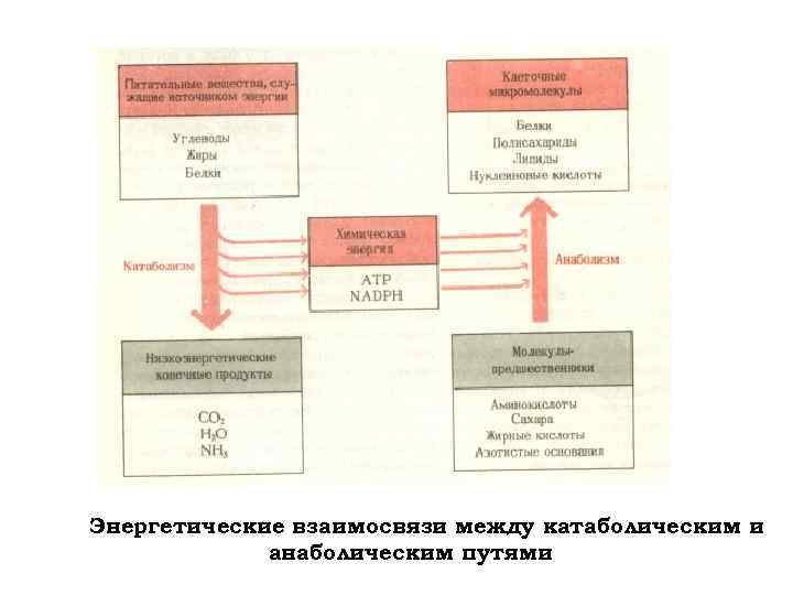 Энергетические взаимосвязи между катаболическим и анаболическим путями 