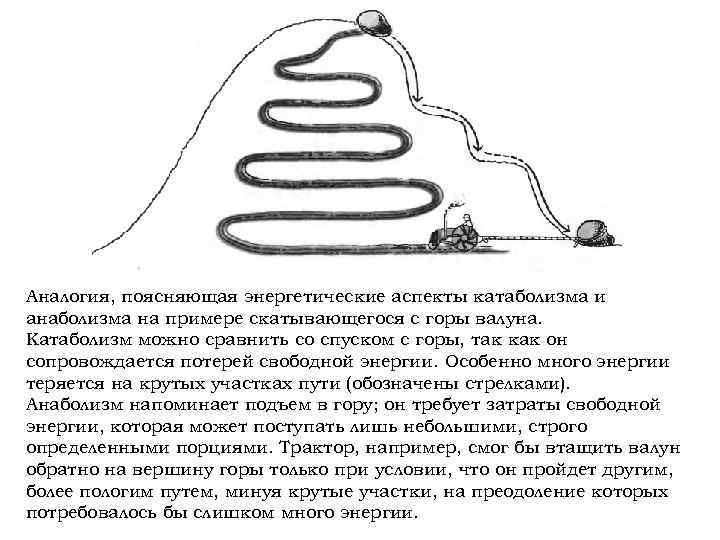 Аналогия, поясняющая энергетические аспекты катаболизма и анаболизма на примере скатывающегося с горы валуна. Катаболизм