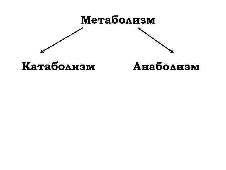 Метаболизм Катаболизм Анаболизм 