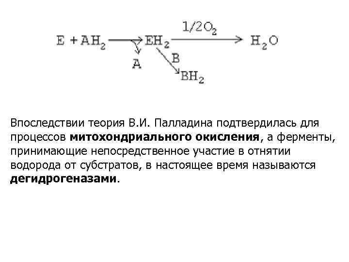 Впоследствии теория В. И. Палладина подтвердилась для процессов митохондриального окисления, а ферменты, принимающие непосредственное