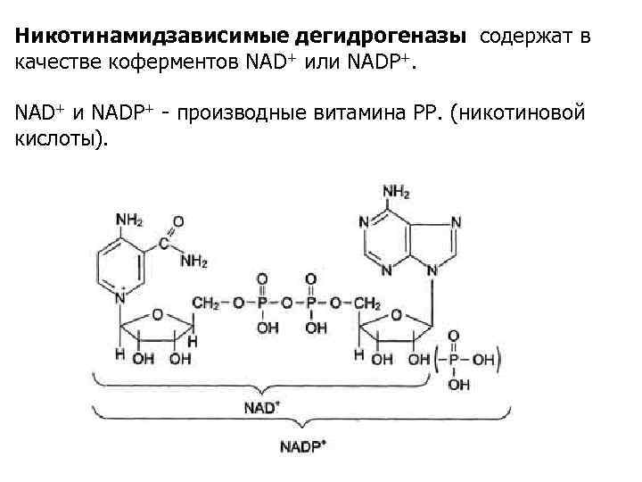 Никотинамидзависимые дегидрогеназы содержат в качестве коферментов NAD+ или NADP+. NAD+ и NADP+ - производные