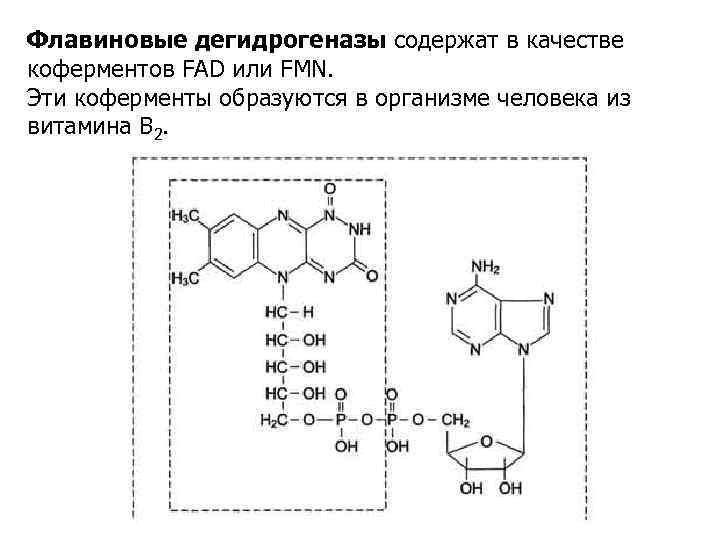 Флавиновые дегидрогеназы содержат в качестве коферментов FAD или FMN. Эти коферменты образуются в организме