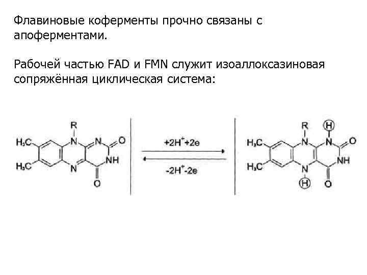 Флавиновые коферменты прочно связаны с апоферментами. Рабочей частью FAD и FMN служит изоаллоксазиновая сопряжённая