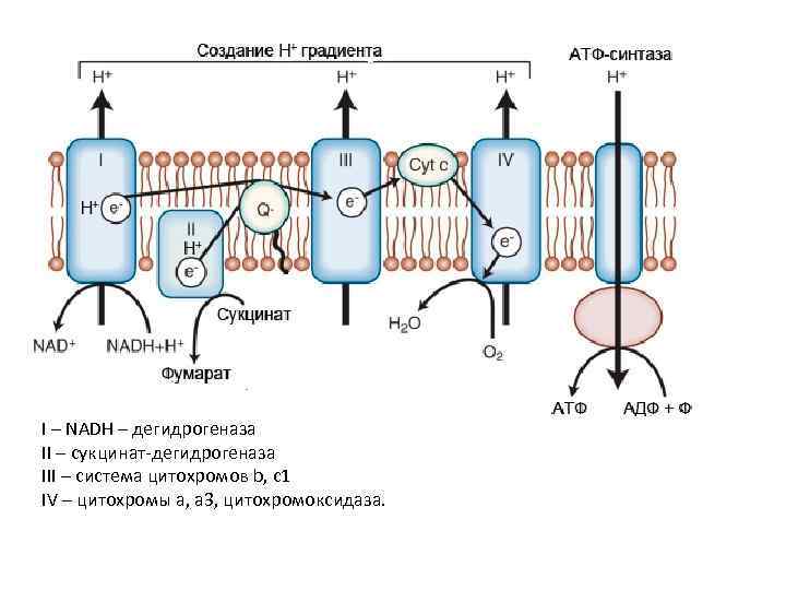 I – NADH – дегидрогеназа II – сукцинат-дегидрогеназа III – система цитохромов b, c