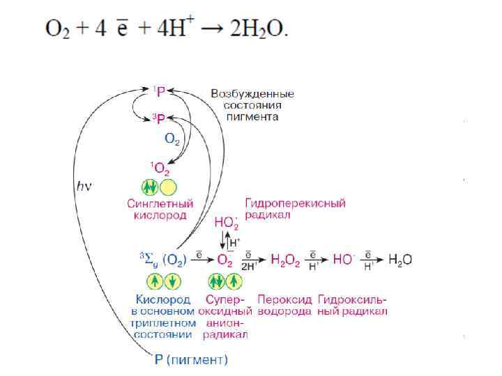 Составить схему участия усиленного перекисного окисления липидов в развитии патологии нейронов