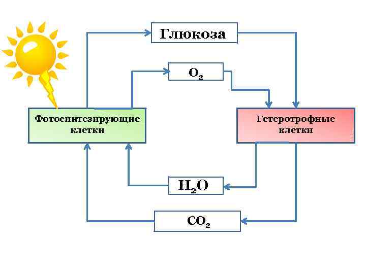 Глюкоза O 2 Фотосинтезирующие клетки Гетеротрофные клетки Н 2 О СO 2 