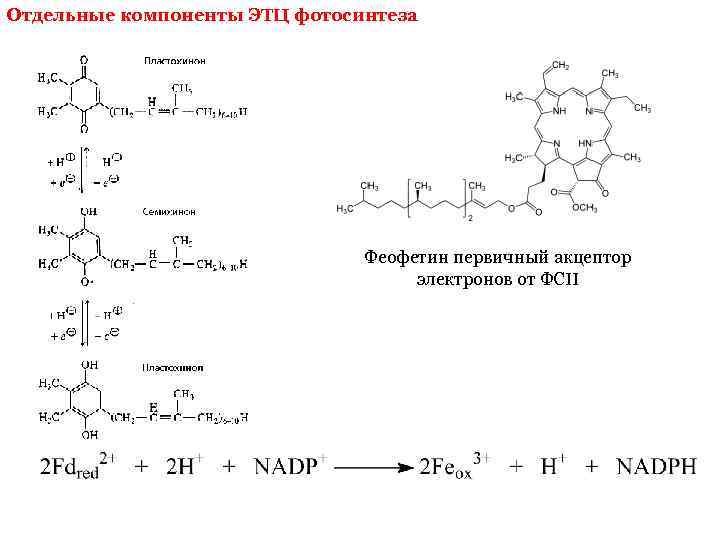 Отдельные компоненты ЭТЦ фотосинтеза Феофетин первичный акцептор электронов от ФСII 
