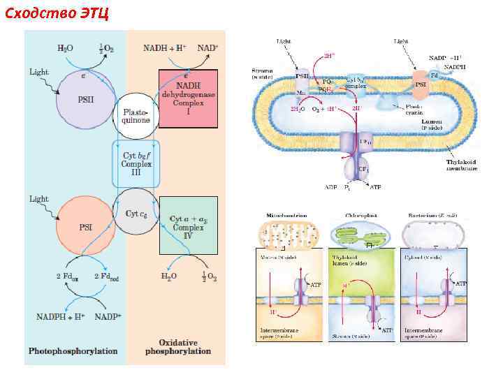Сходство ЭТЦ 