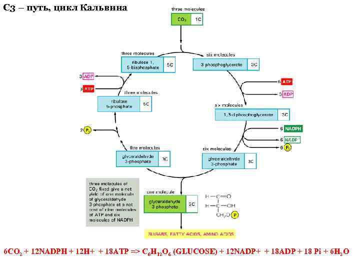 С 3 – путь, цикл Кальвина 6 CO 2 + 12 NADPH + 12