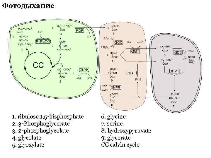 Фотодыхание 1. ribulose 1, 5 -bisphosphate 2. 3 -Phosphoglycerate 3. 2 -phosphoglycolate 4. glycolate