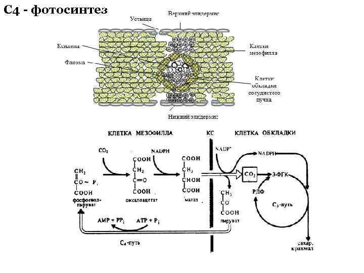 C 4 - фотосинтез 