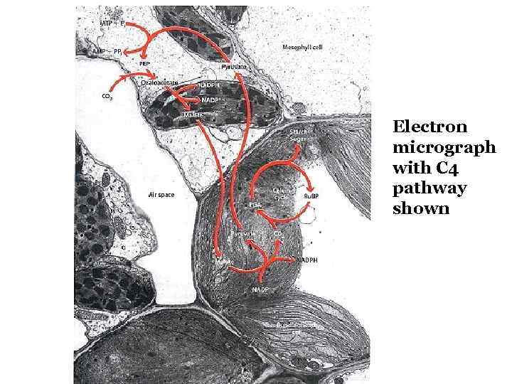 Electron micrograph with C 4 pathway shown 