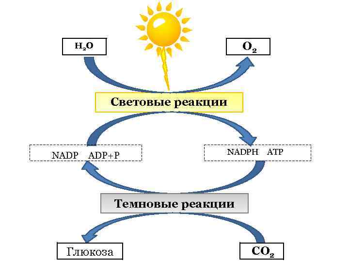 O 2 Н 2 О Световые реакции NADP ADP+P NADPH ATP Темновые реакции Глюкоза