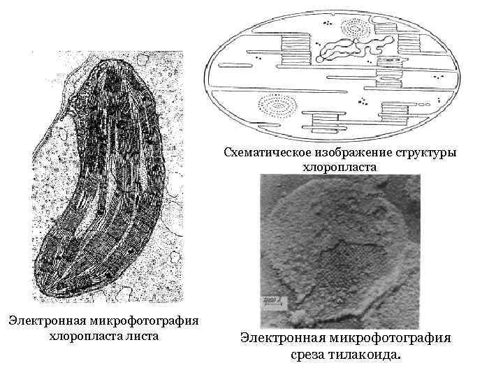Органеллы водоросли. Строение хлоропласта микроскоп. Микрофотография хлоропласта с подписями. Электронная микрофотография хлоропласта. Пластиды электронная микрофотография.