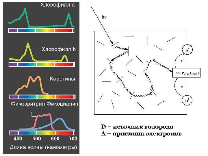 D – источник водорода A – приемник электронов 