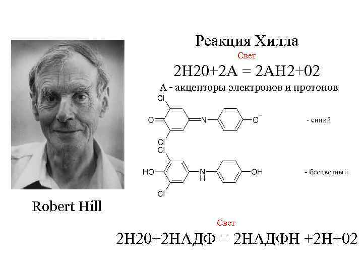 Реакция Хилла Свет 2 Н 20+2 А = 2 АН 2+02 А - акцепторы