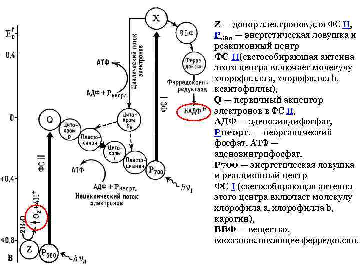 Z — донор электронов для ФС II, P 680 — энергетическая ловушка и реакционный