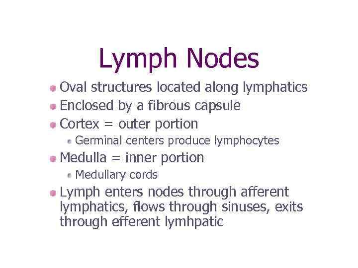 Lymph Nodes Oval structures located along lymphatics Enclosed by a fibrous capsule Cortex =