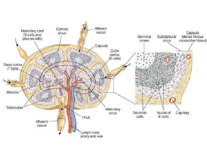 Lymph Node 