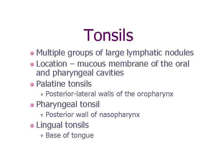 Tonsils Multiple groups of large lymphatic nodules Location – mucous membrane of the oral