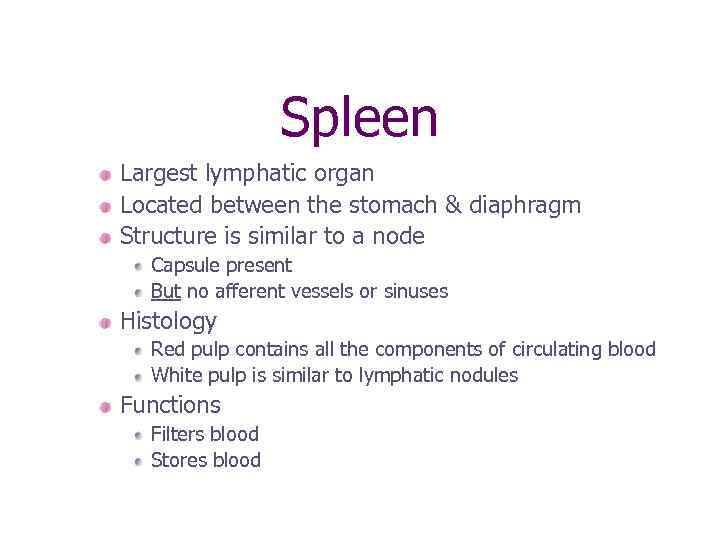 Spleen Largest lymphatic organ Located between the stomach & diaphragm Structure is similar to