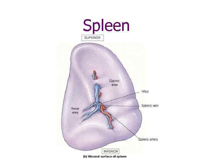 Spleen 