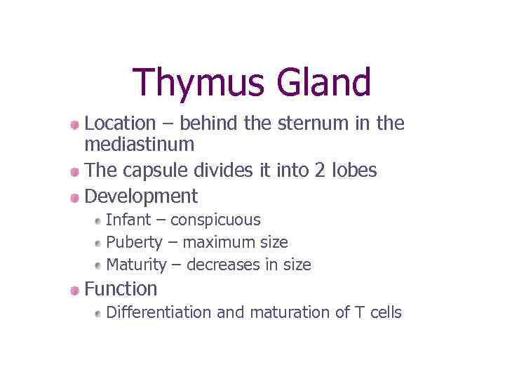 Thymus Gland Location – behind the sternum in the mediastinum The capsule divides it