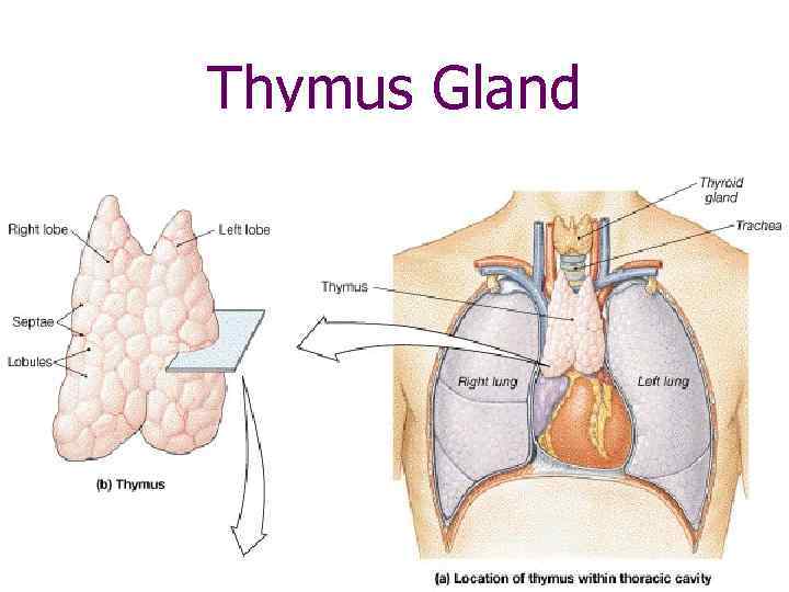 Thymus Gland 