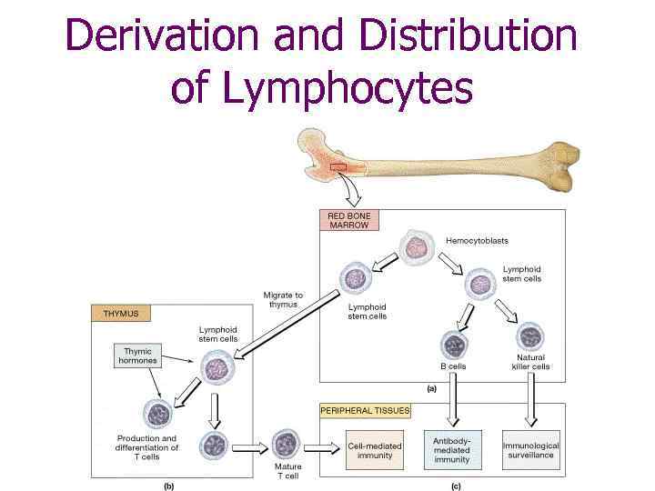 Derivation and Distribution of Lymphocytes 