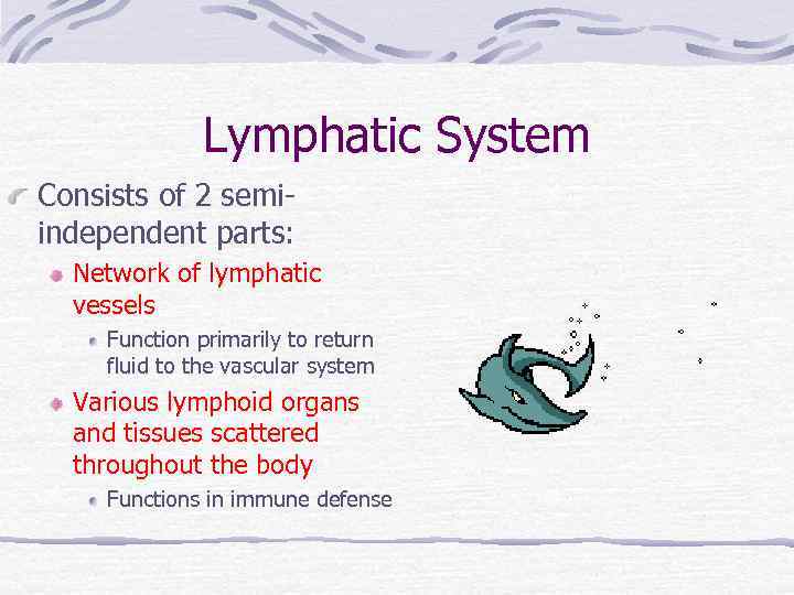 Lymphatic System Consists of 2 semiindependent parts: Network of lymphatic vessels Function primarily to