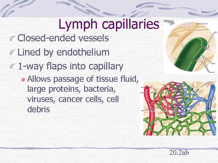 Lymph capillaries Closed-ended vessels Lined by endothelium 1 -way flaps into capillary Allows passage