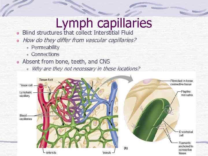 Lymphatic System review Introduction Components Lymph is
