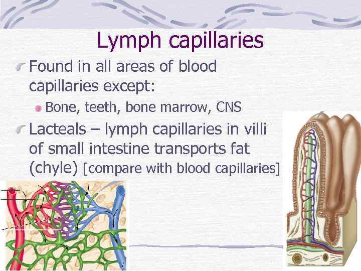 Lymph capillaries Found in all areas of blood capillaries except: Bone, teeth, bone marrow,