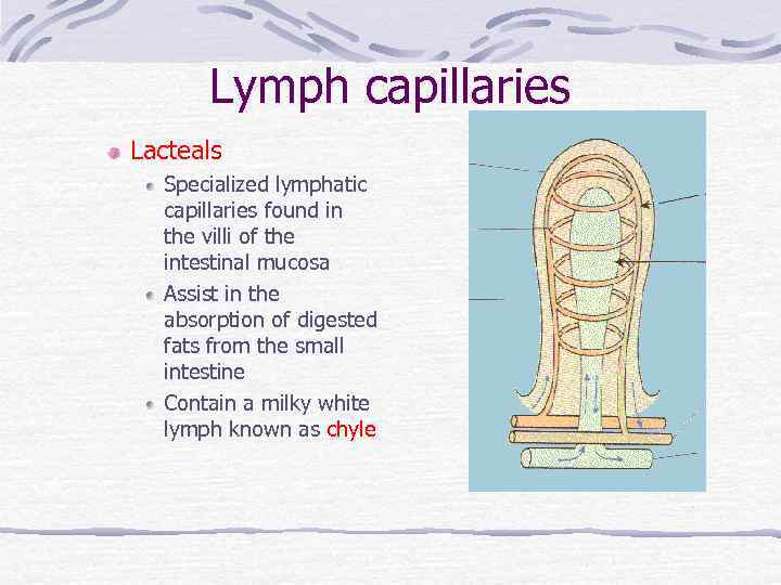 Lymph capillaries Lacteals Specialized lymphatic capillaries found in the villi of the intestinal mucosa