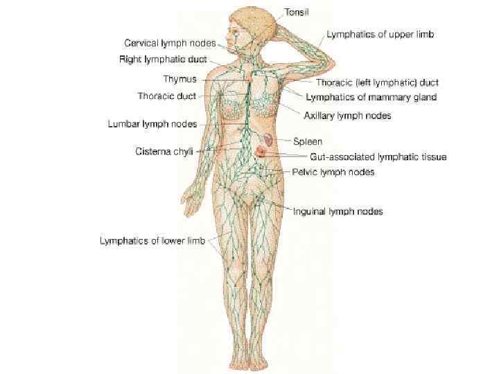 The Lymphatic System 