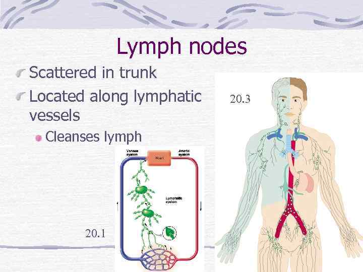 Lymph nodes Scattered in trunk Located along lymphatic vessels Cleanses lymph 20. 1 20.