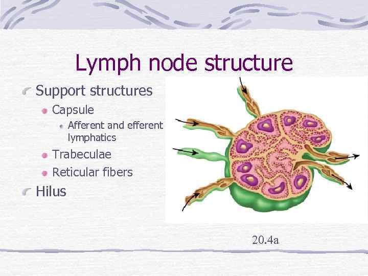 Lymph node structure Support structures Capsule Afferent and efferent lymphatics Trabeculae Reticular fibers Hilus