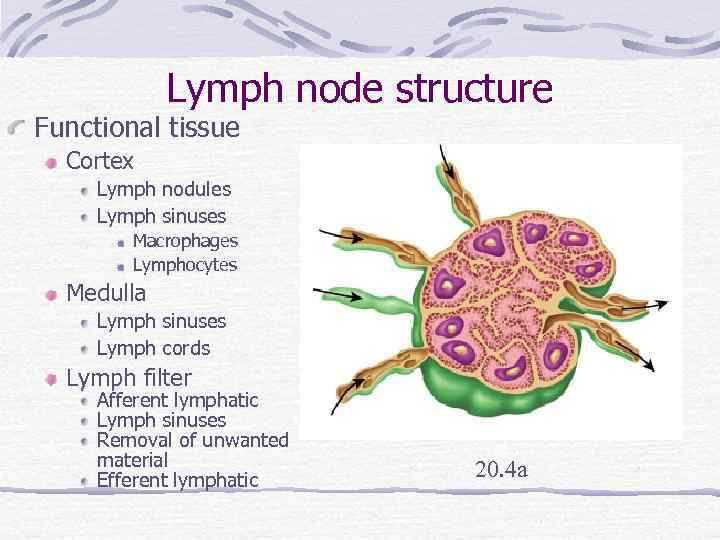 Lymph node structure Functional tissue Cortex Lymph nodules Lymph sinuses Macrophages Lymphocytes Medulla Lymph