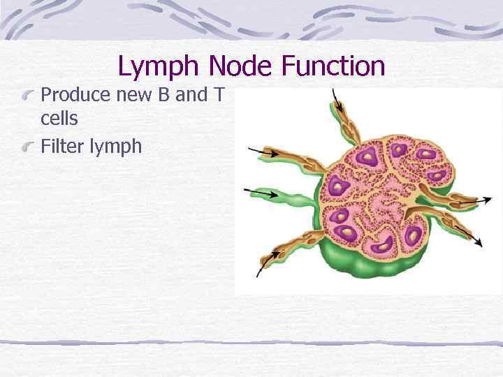 Lymph Node Function Produce new B and T cells Filter lymph 