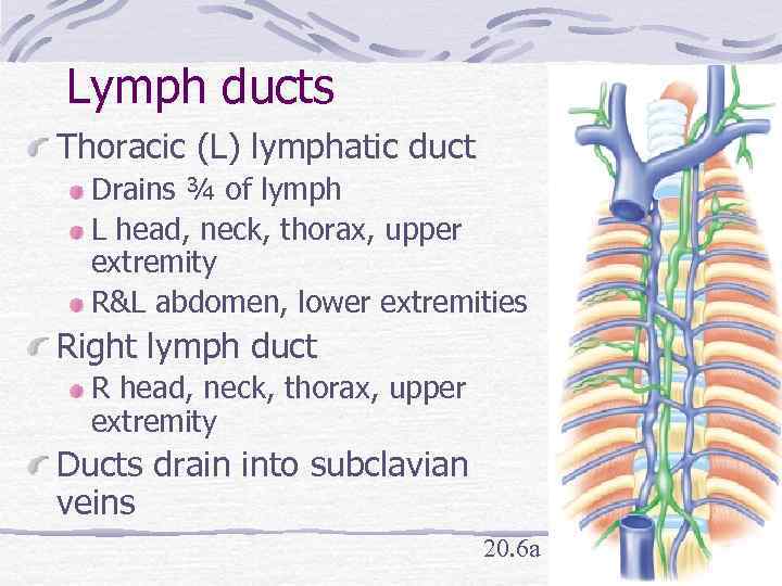 Lymph ducts Thoracic (L) lymphatic duct Drains ¾ of lymph L head, neck, thorax,