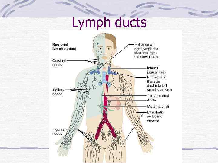 Lymph ducts 