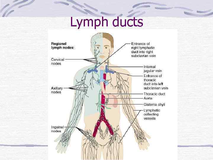 Lymphatic System Review Introduction Components Lymph Is